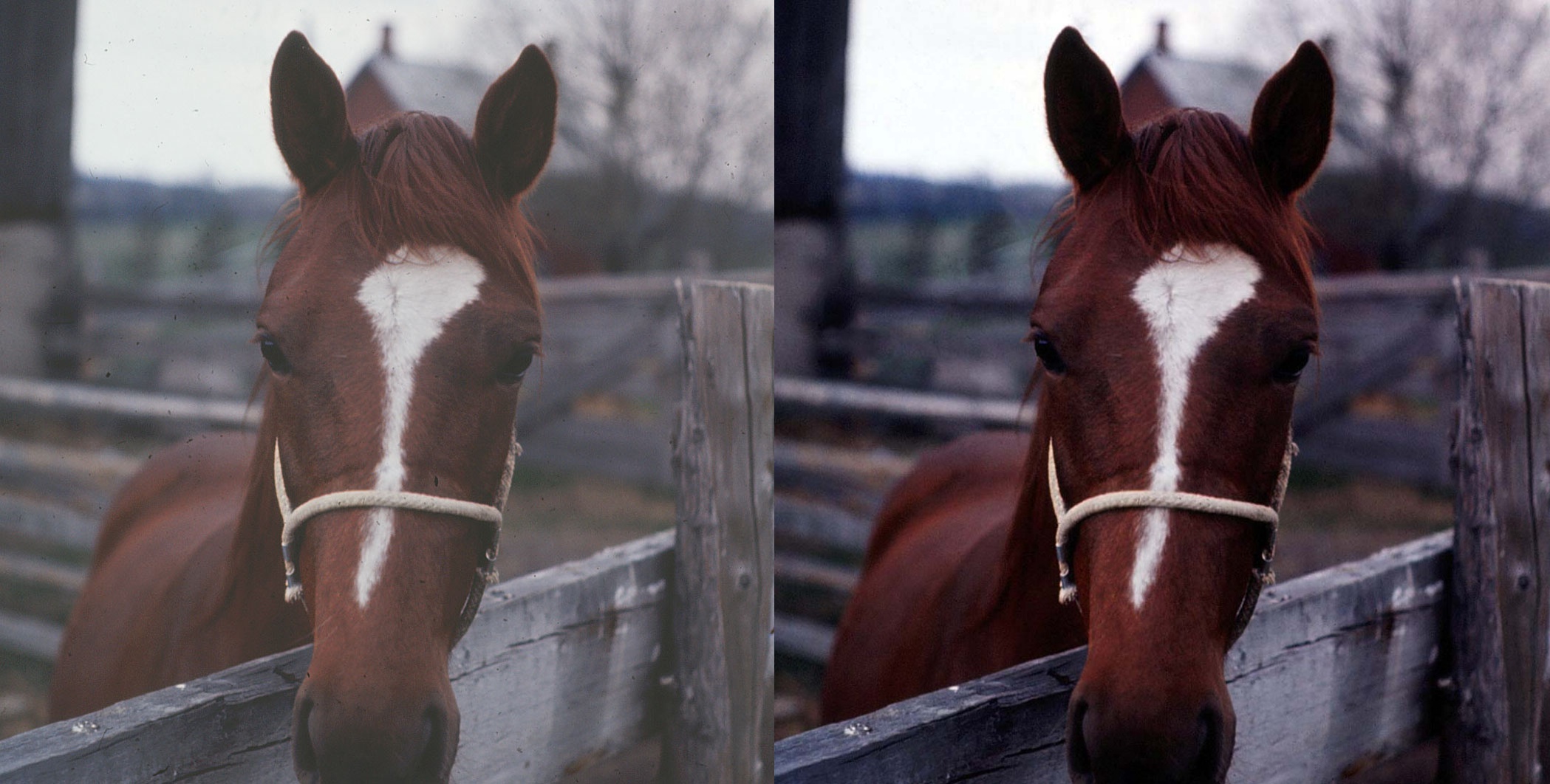 Horse Photo Before & After 1965